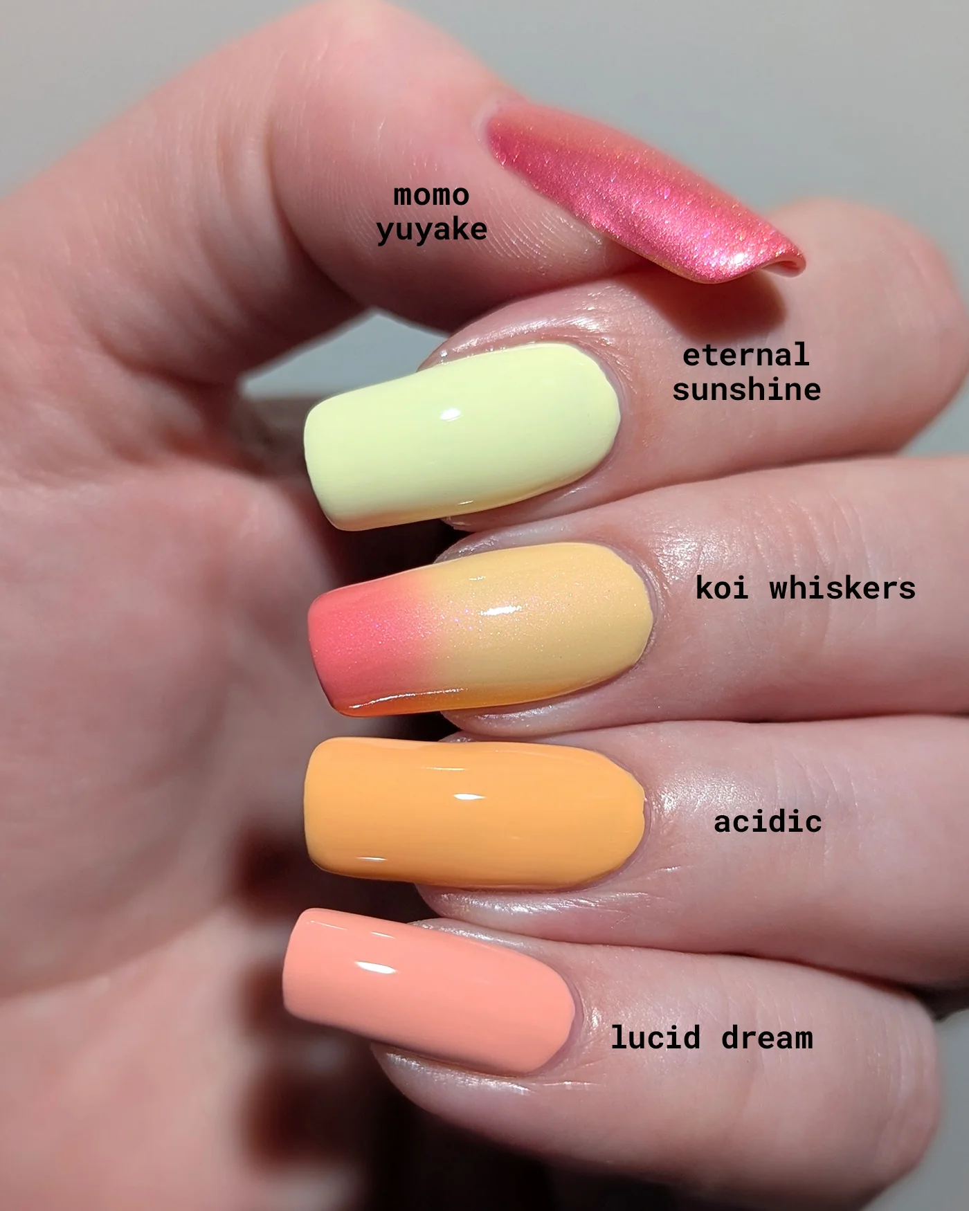 Koi Whiskers - Image 8